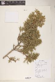 Juniperus coahuilensis image