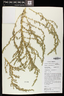 Amaranthus albus image