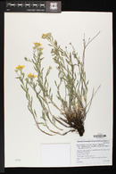 Heterotheca villosa var. pedunculata image