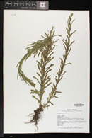 Laennecia coulteri image