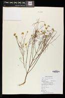 Heliomeris longifolia image