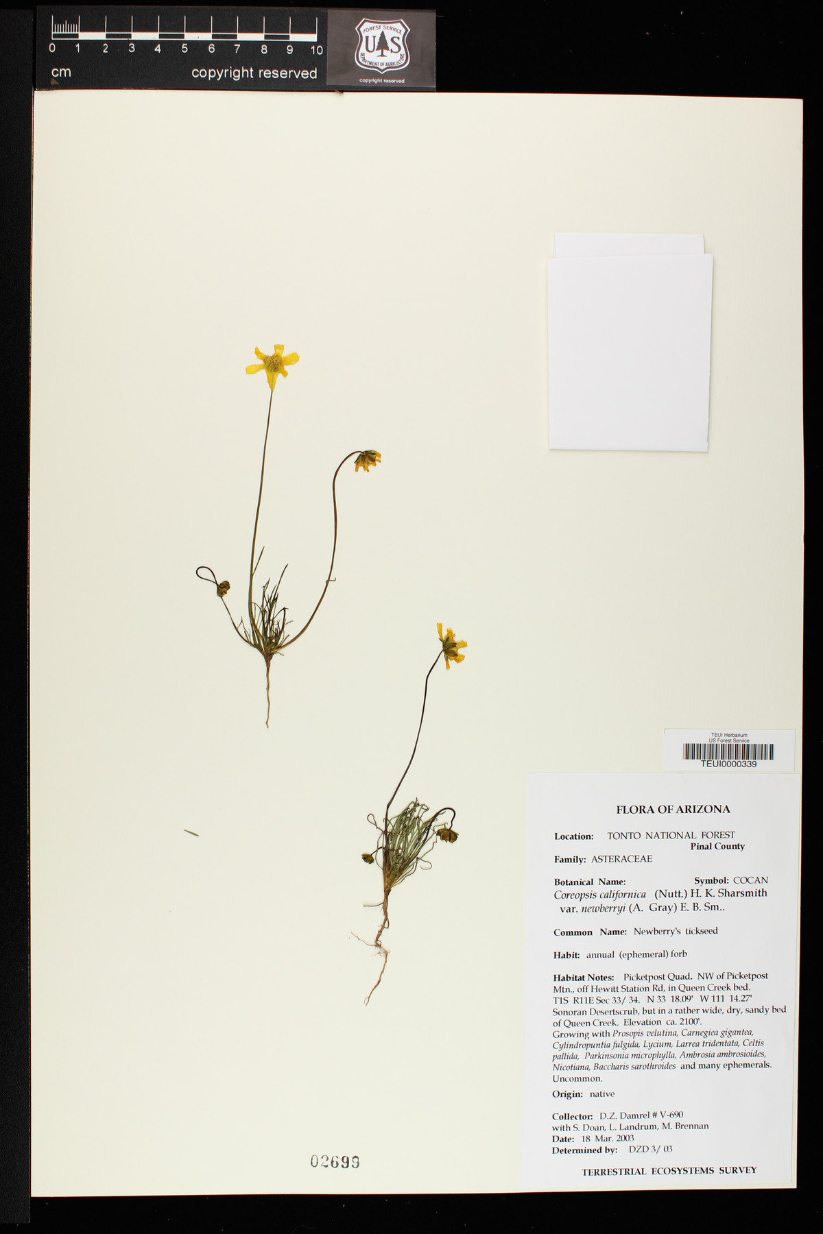 Coreopsis californica var. newberryi image