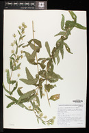 Brickellia amplexicaulis image