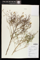 Brickellia eupatorioides image