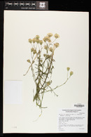 Brickellia eupatorioides image