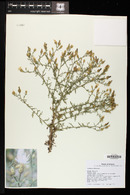 Centaurea diffusa image