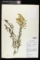 Solidago canadensis image