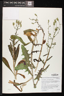 Rafinesquia californica image