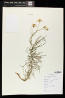 Senecio flaccidus var. monoensis image