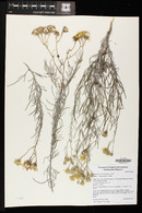 Senecio flaccidus var. flaccidus image