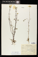 Layia glandulosa image