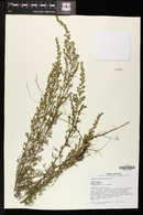 Artemisia carruthii image