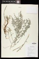 Artemisia ludoviciana subsp. albula image