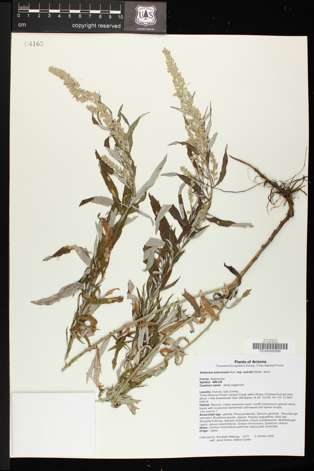 Artemisia ludoviciana subsp. sulcata image