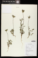 Daucus pusillus image