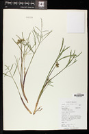 Lomatium nevadense image