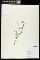 Lomatium nevadense image