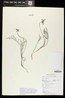 Lomatium nevadense image