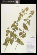 Ageratina herbacea image