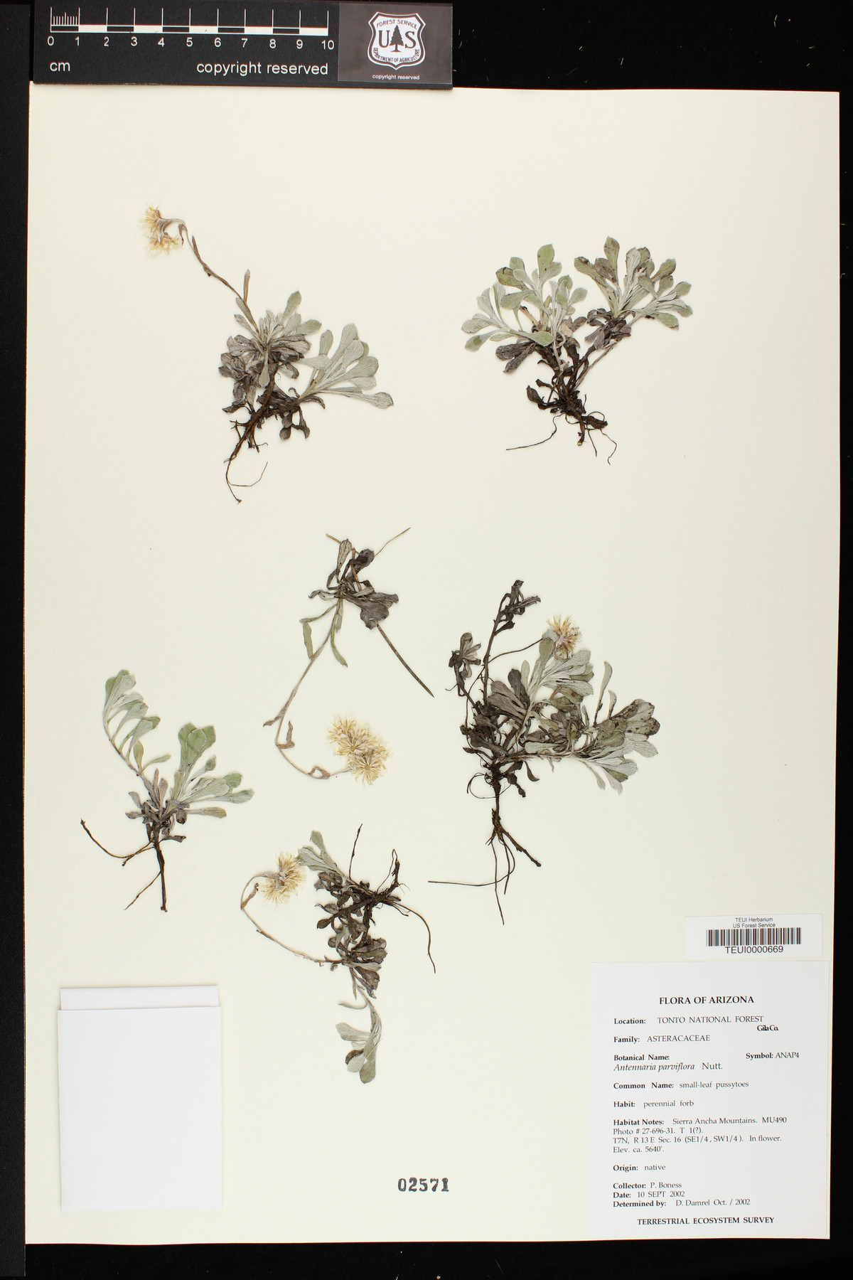 Antennaria parviflora image
