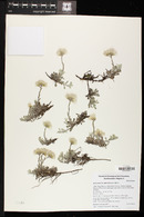 Antennaria parvifolia image