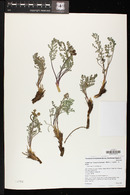 Lomatium foeniculaceum image