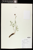 Pseudocymopterus montanus image