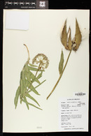 Asclepias asperula image