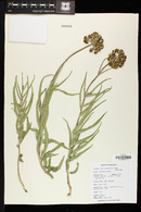 Asclepias asperula subsp. asperula image