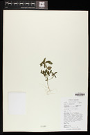 Acalypha neomexicana image