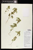 Acalypha neomexicana image