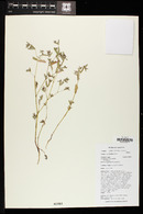 Chamaesyce hyssopifolia image