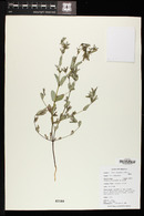 Chamaesyce hyssopifolia image