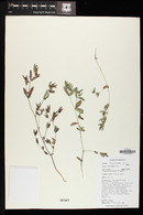 Chamaesyce hyssopifolia image