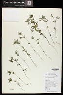 Chamaesyce hyssopifolia image