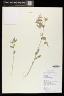 Chamaesyce hyssopifolia image