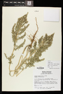 Atriplex elegans image