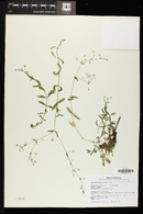 Arenaria lanuginosa image