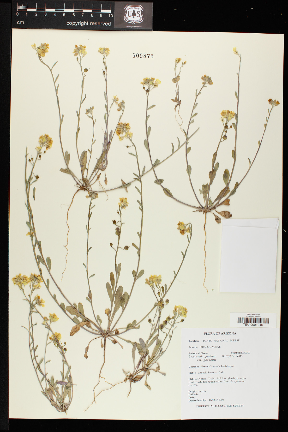 Lesquerella gordonii image