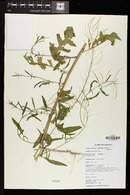 Sisymbrium irio image