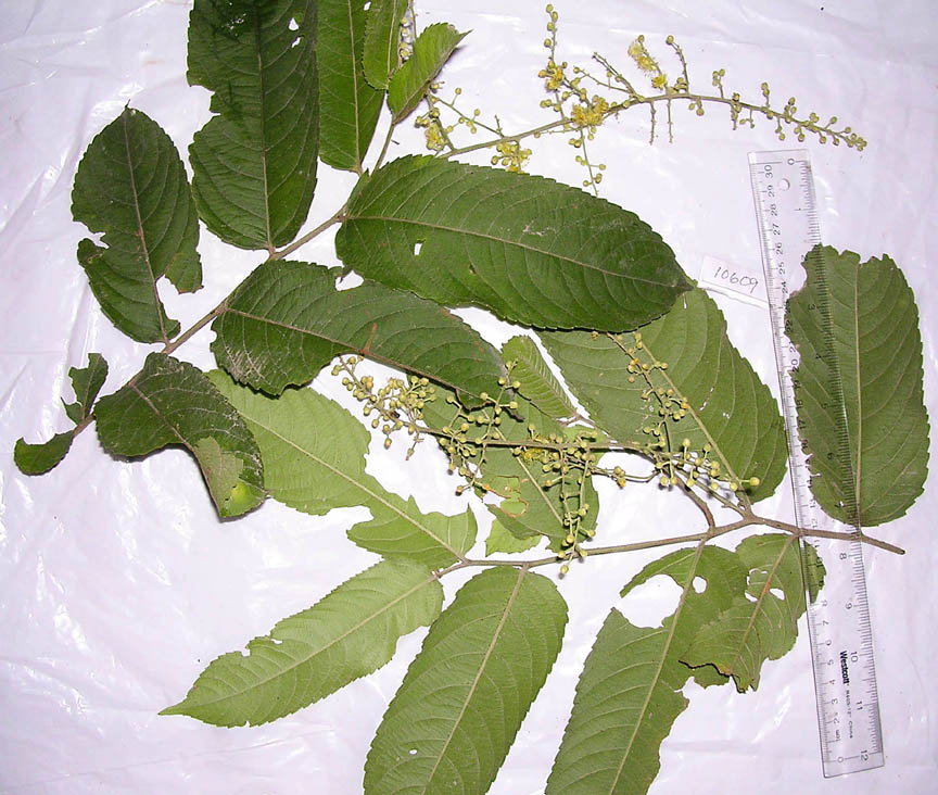 Tiliaceae image