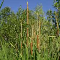 Image of Typha domingensis