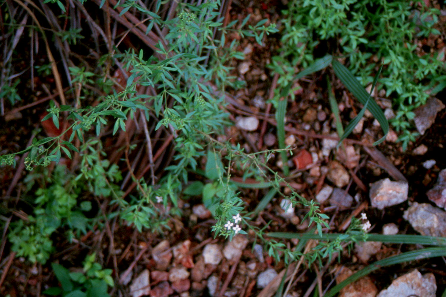 Stenaria sanchezii image