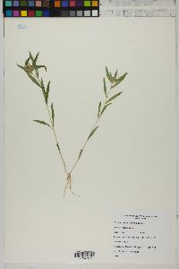 Collomia linearis image