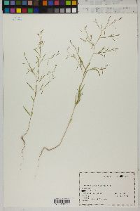 Gayophytum humile image