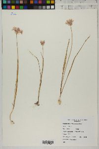 Allium campanulatum image