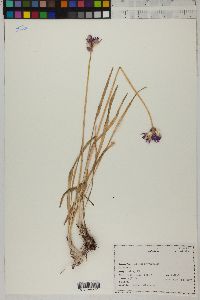 Allium brevistylum image