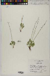 Thalictrum alpinum image