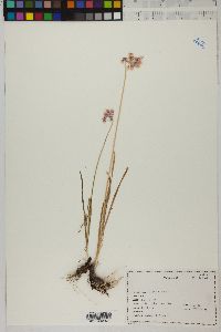 Allium cernuum image