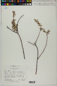 Salix geyeriana image